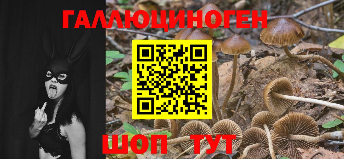 Псилоцибиновые грибы GOLDEN TEACHER  Вход с VPN  Ливны  Псилоцибиновые грибы Magic Shrooms 